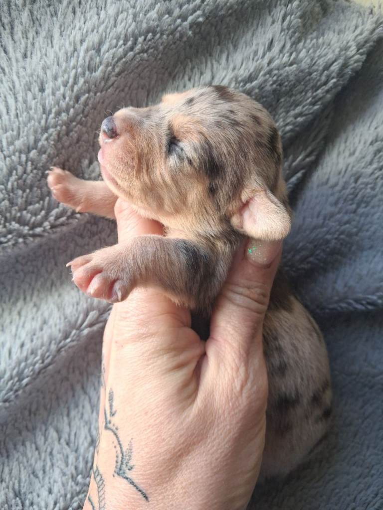 Striking Jack Russells pups