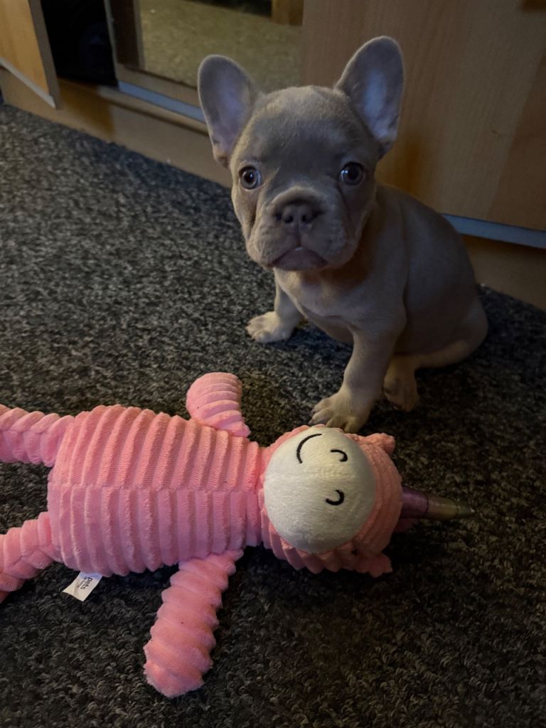 French bulldog girl puppy 12 weeks old