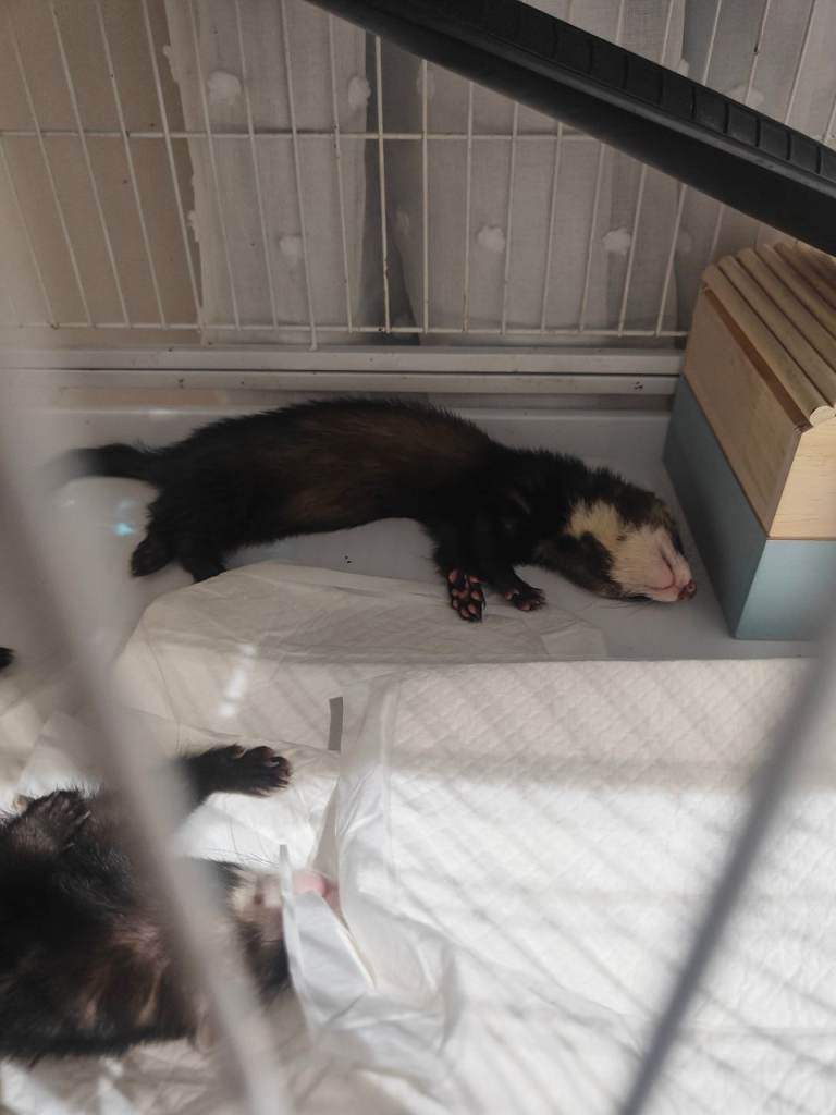 2 micro ferrets 