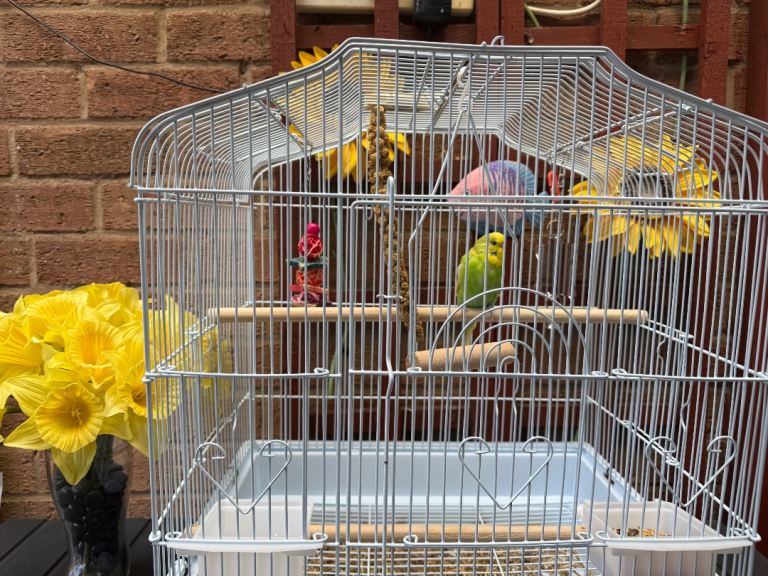 Beautiful young budgie with new cage