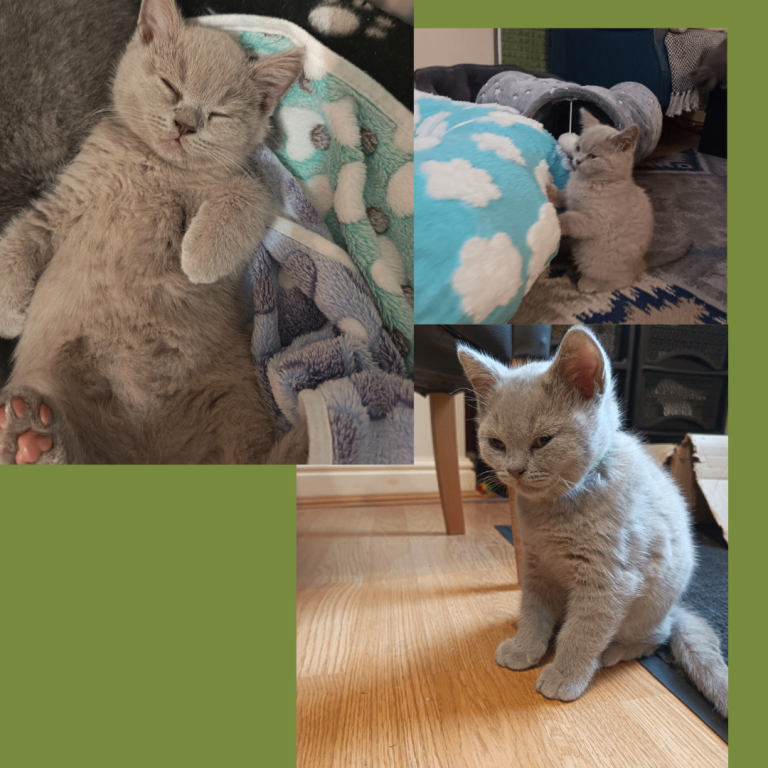   British Shorthair Kittens –Available now