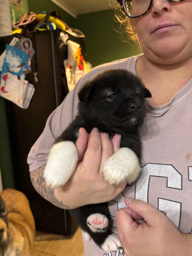 American Akita puppies 