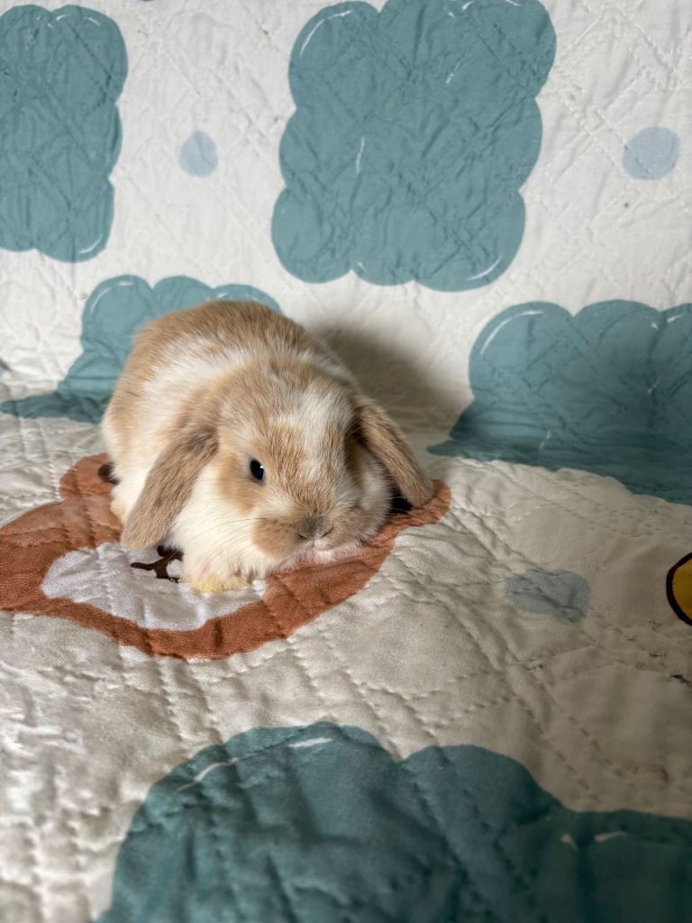 Baby Mini Lops (Ready 17/09)