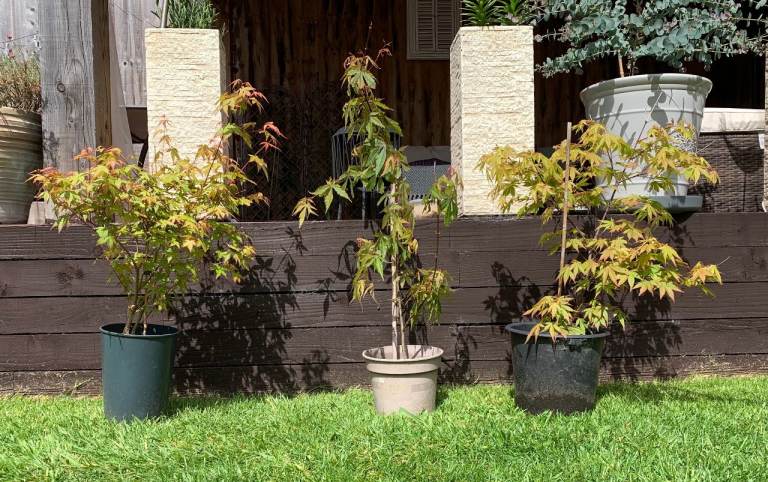 Japanese Maples