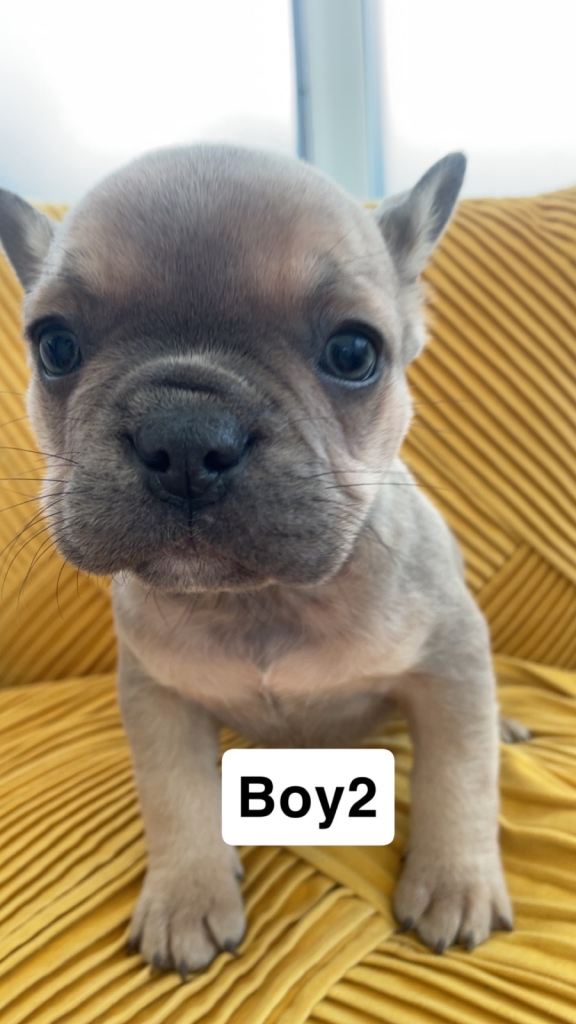 Ready now for there 4ever homes 