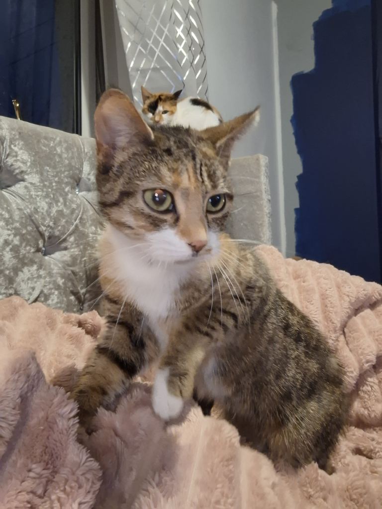 2 beautiful female sisters looking for forever home 