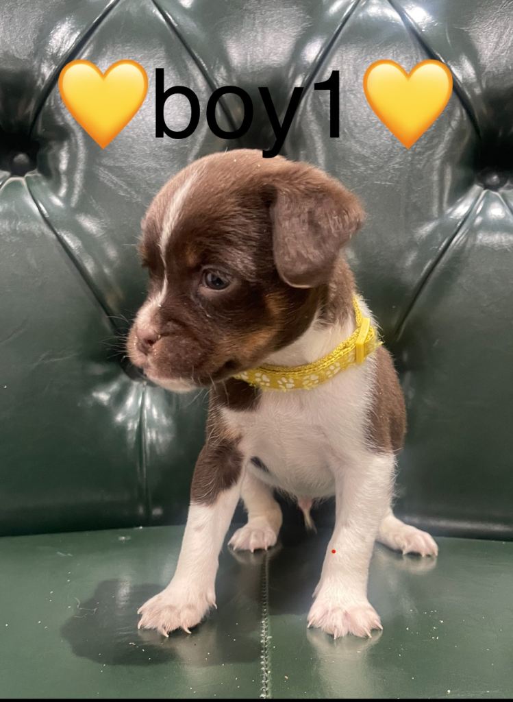 1 boy left  jack Russell puppies 