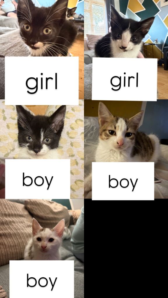 Kittens