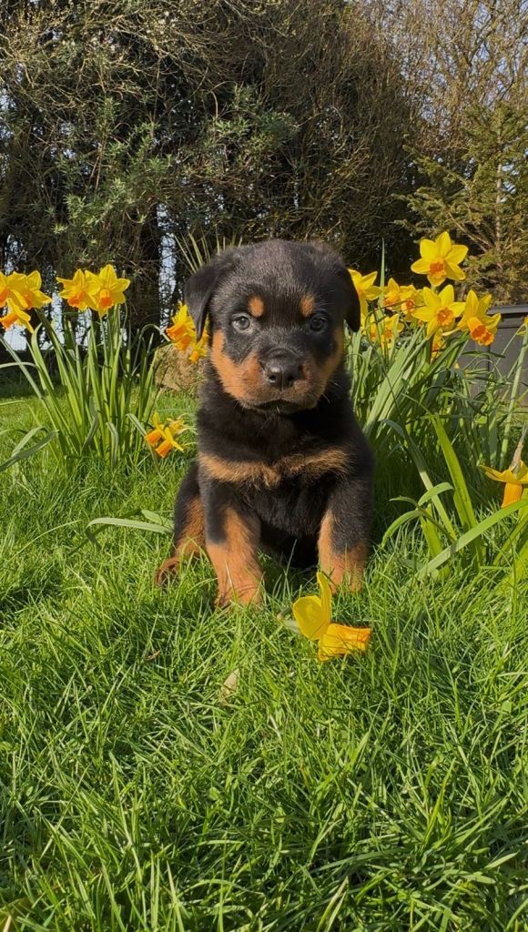 Rottweiler puppies 3 girls left,  ready 1st April 