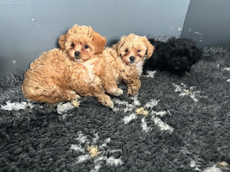 Gorgeous Shihpoo puppies 