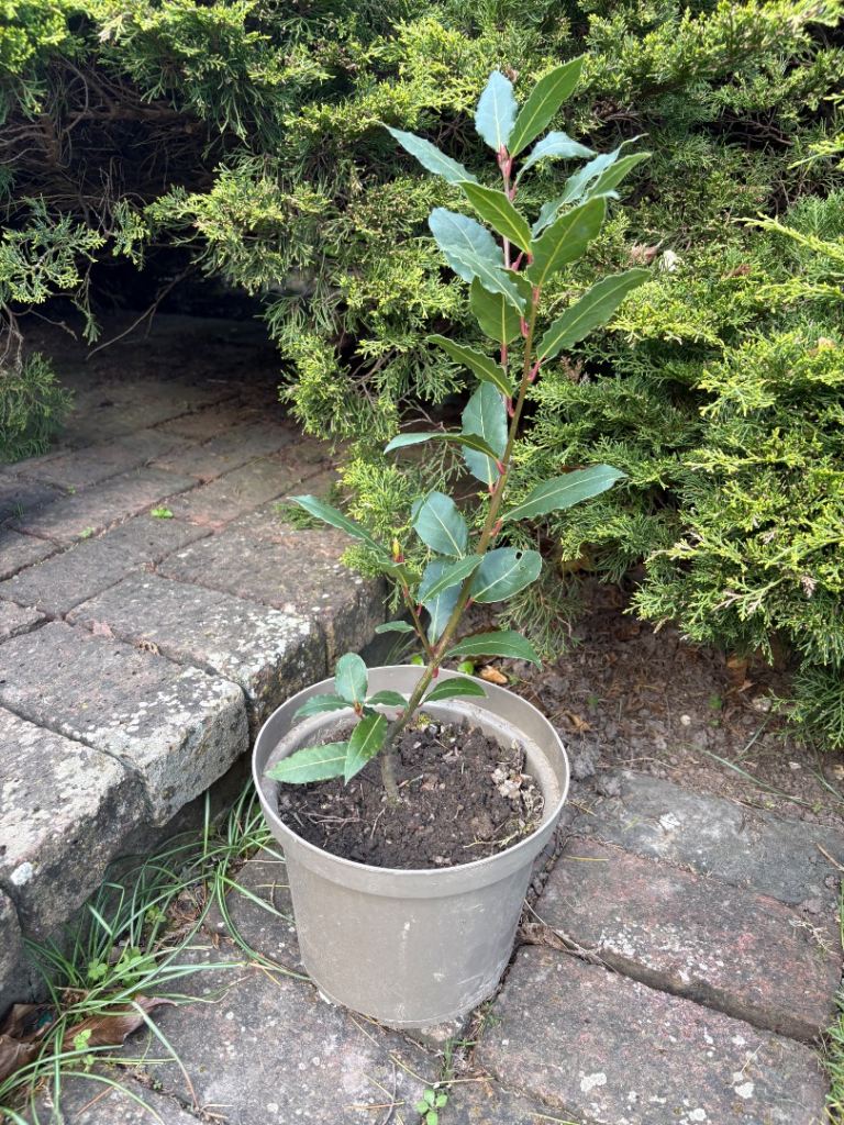 Garden plant: Bay (Laurus nobilis) £7. Fulham