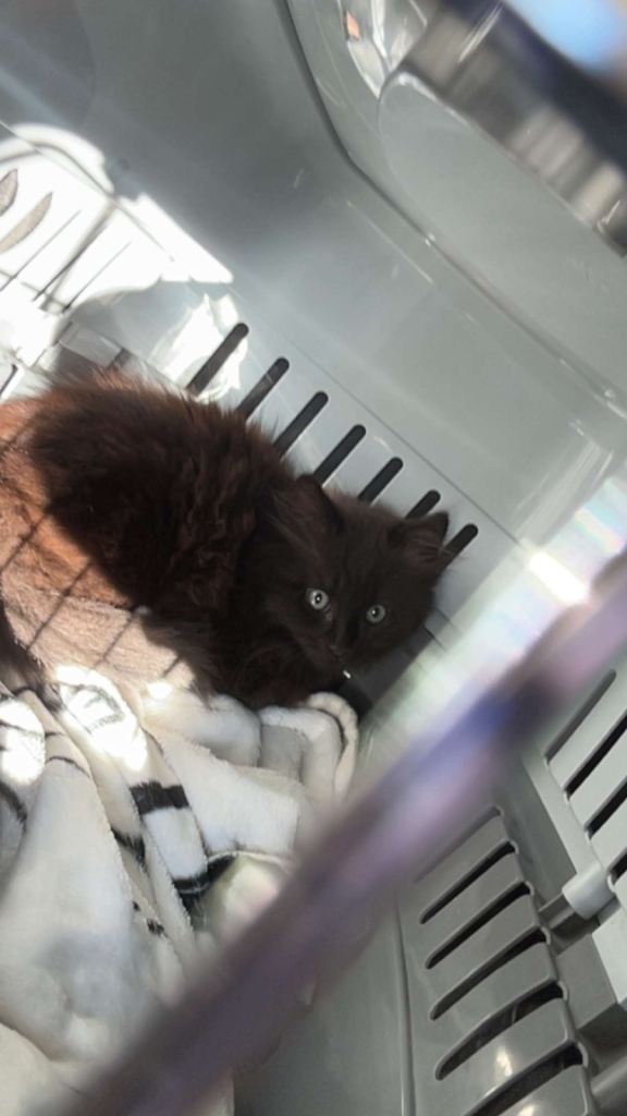 Kitten for sale