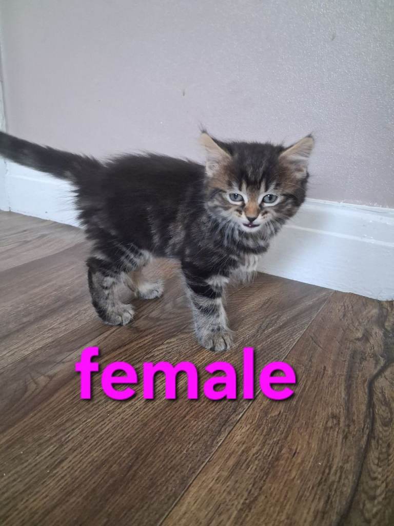 Kittens