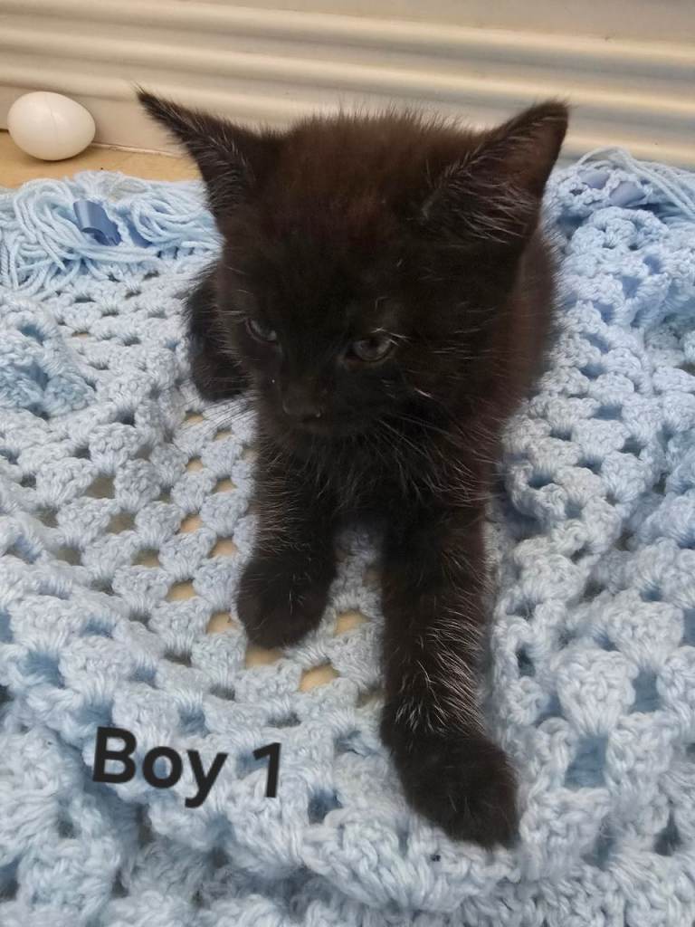 4 All black kittens for sale