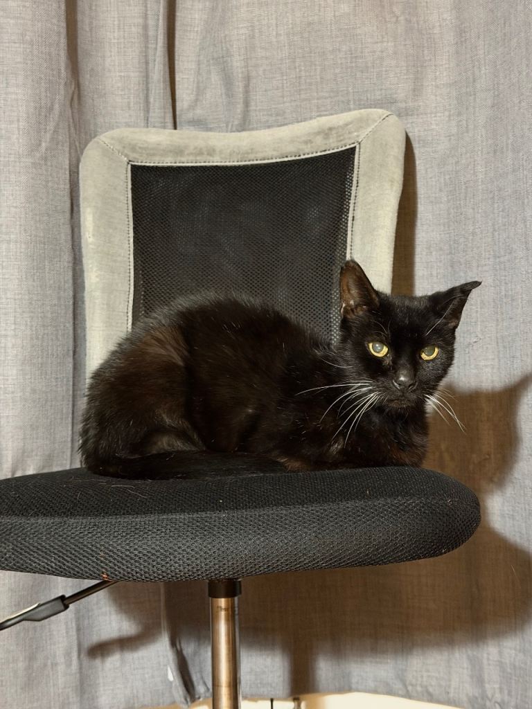 Black female cat 