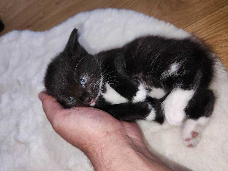 Kittens ready now 