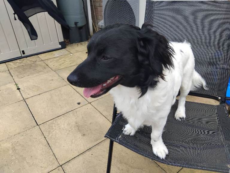 Cocker Spaniel cross for sale