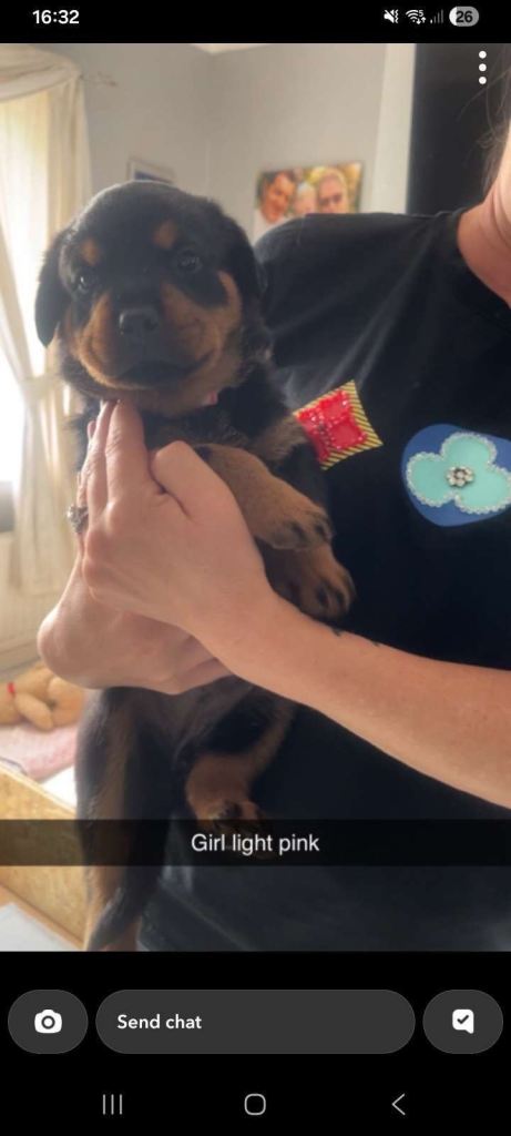 Rottweiler pups 
