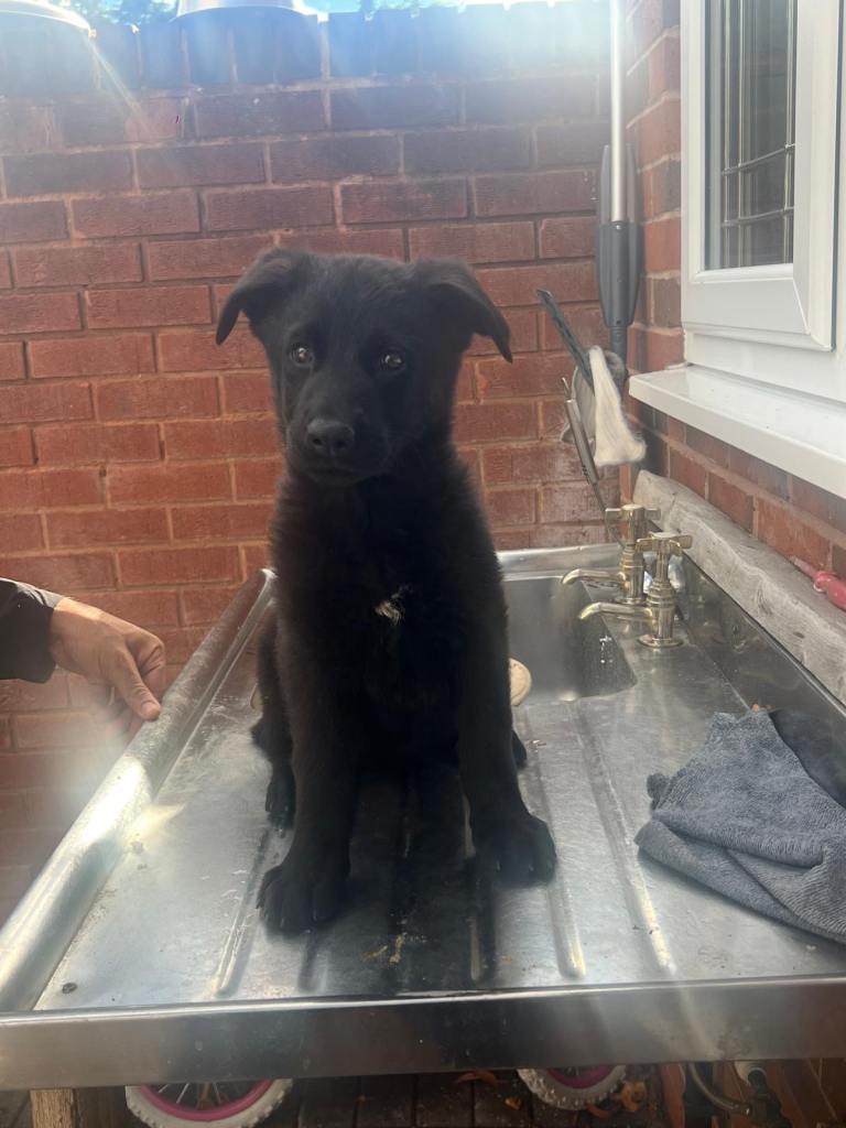  CZECH GERMAN SHEPHERD PUPS AVAILABLE 