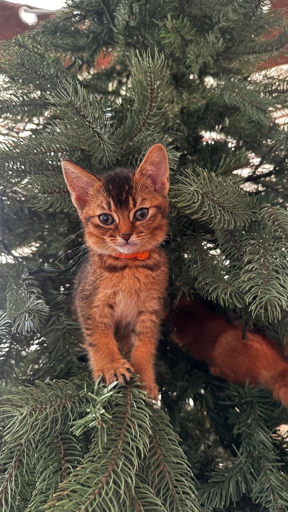 Abyssinian Cross British Blue