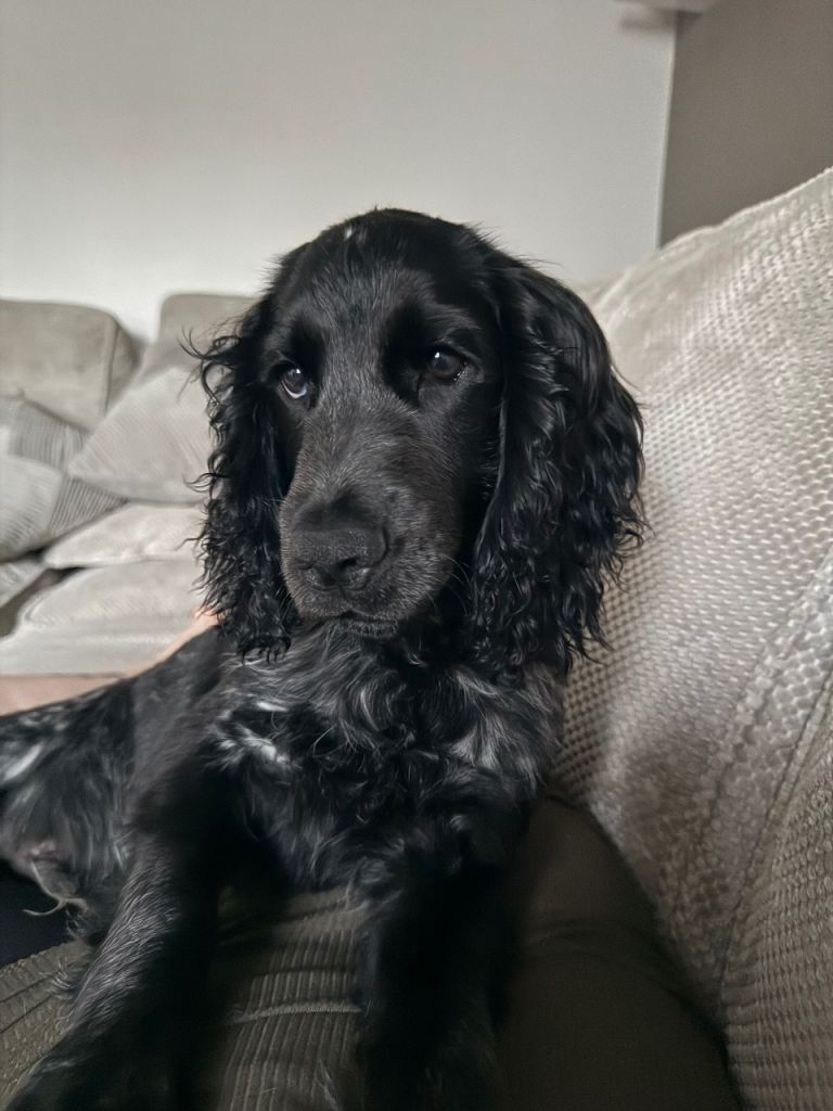 Cocker spaniel 5 months 