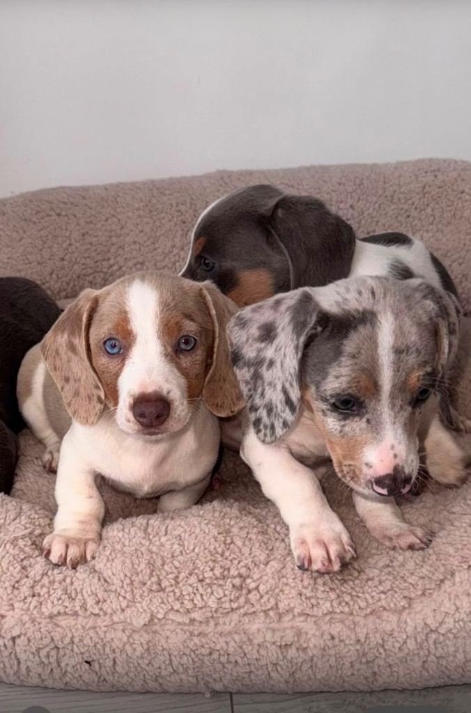 Miniature dachshund
