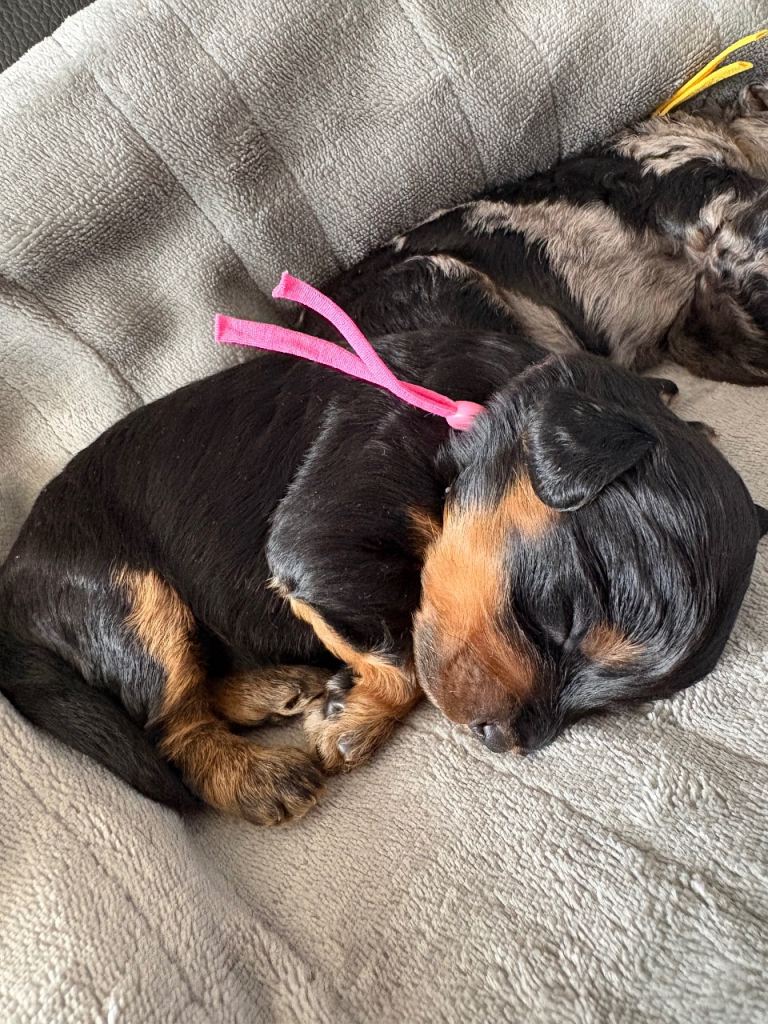 Last girl remaining! F1B Cavapoo puppy 
