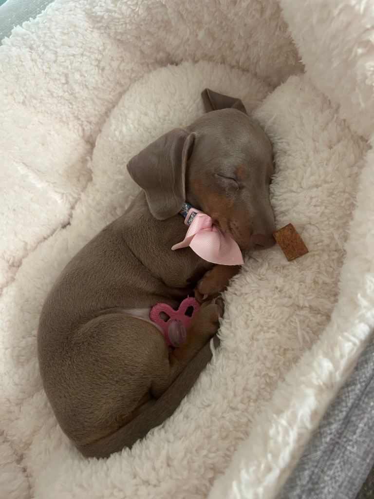 Miniature dachshund puppy 18 weeks old.