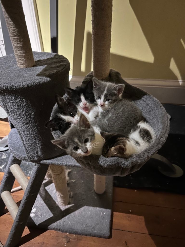 Kittens - ready to go now