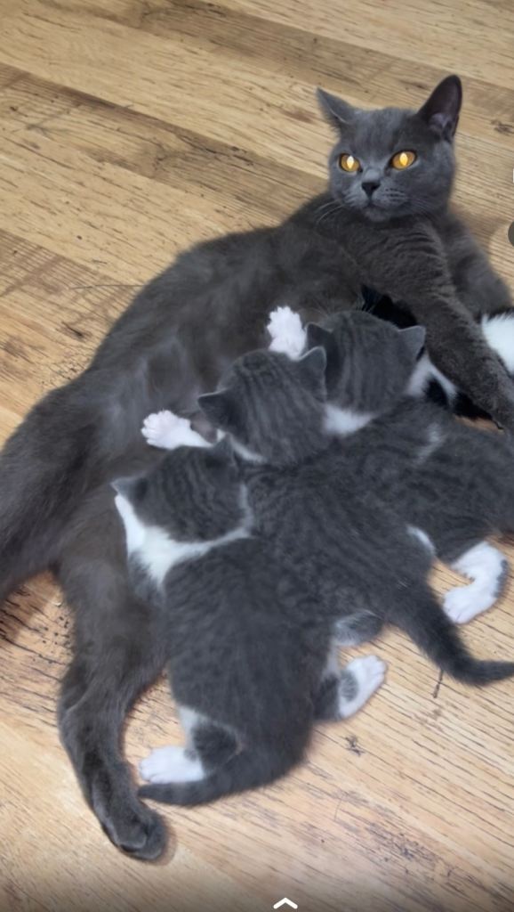 British short hair kittens for sale
