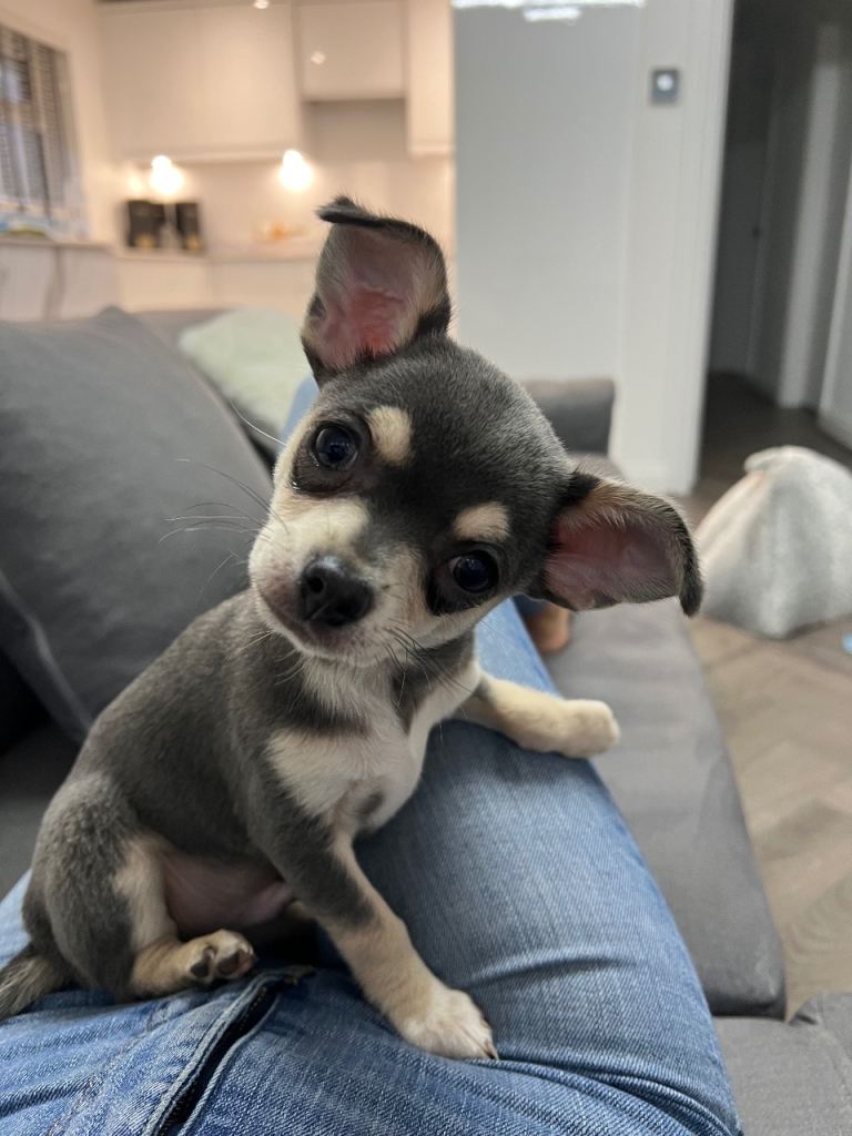 Stunning blue & tan chihuahua boy