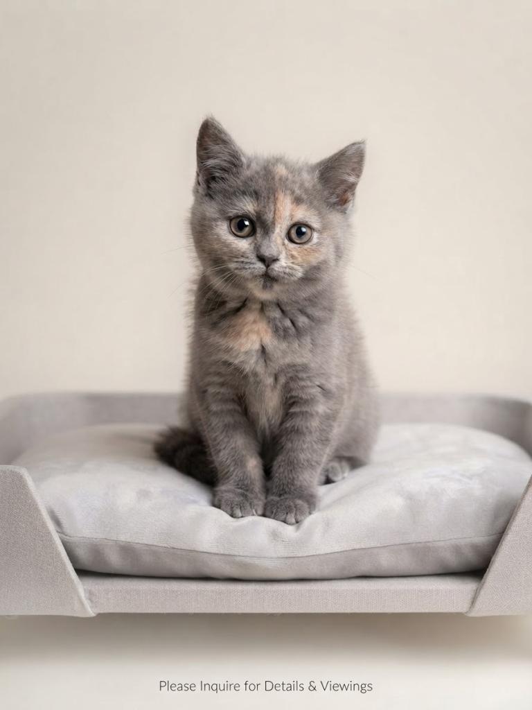 Stunning GCCF British Shorthairs