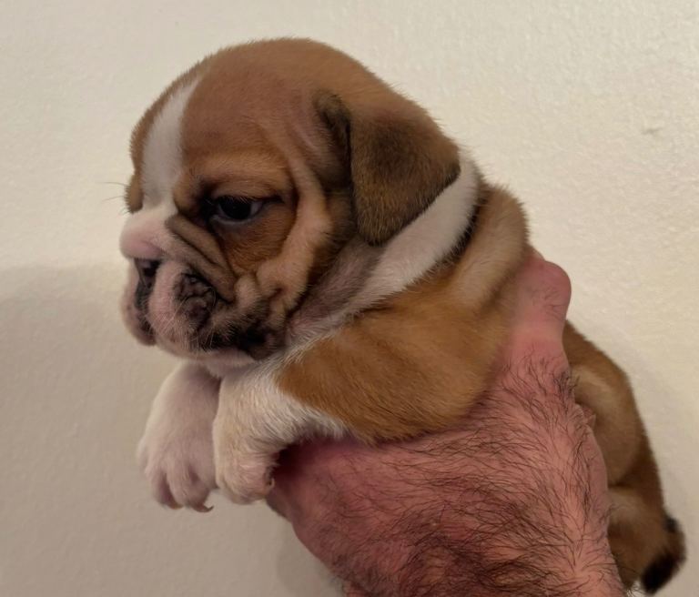 British Bulldog pups