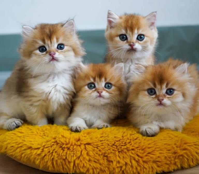 TICA Exceptional Pedigree Golden British Kittens