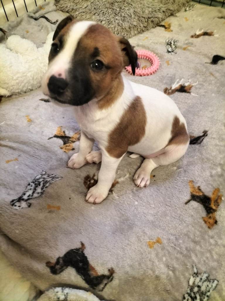 1 PUPPY LEFT READY TO LEAVE 