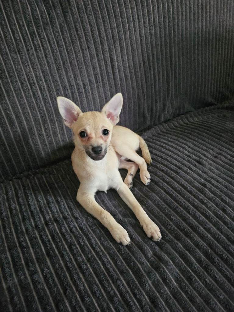 Adorable Miniature Pinscher × Fox Face pomeraniance Pomeranian Puppies Available