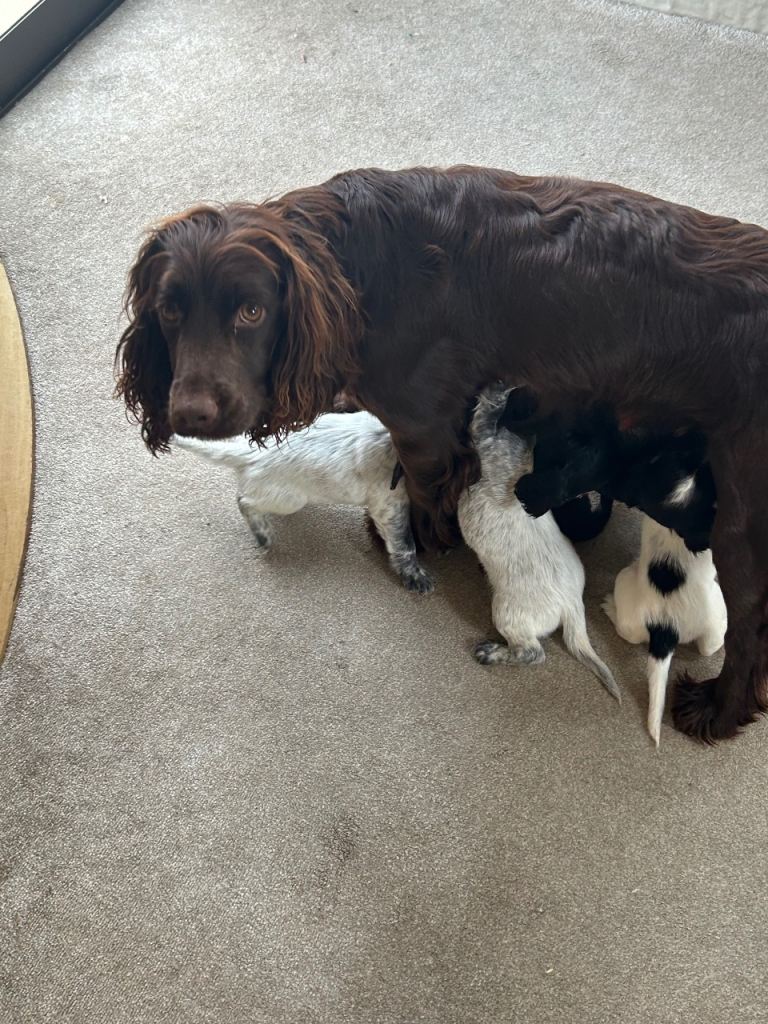Working type cocker spaniel puppys