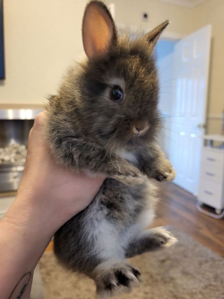 rabbits