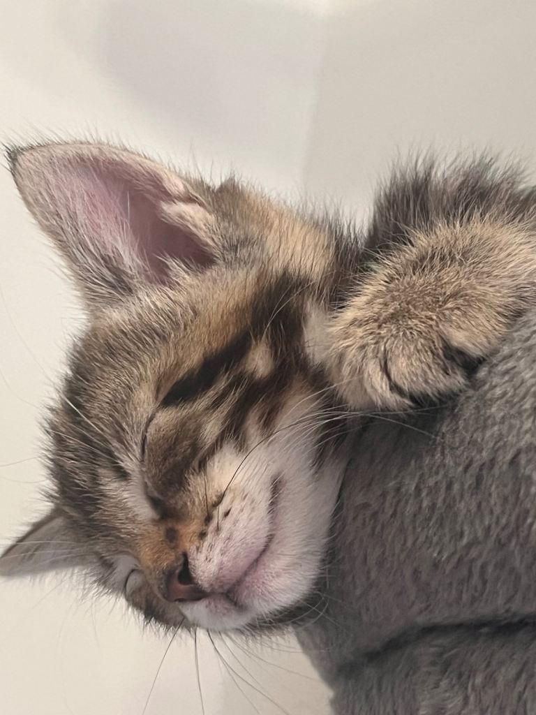Kittens all boys!  Please read description for prices.  
