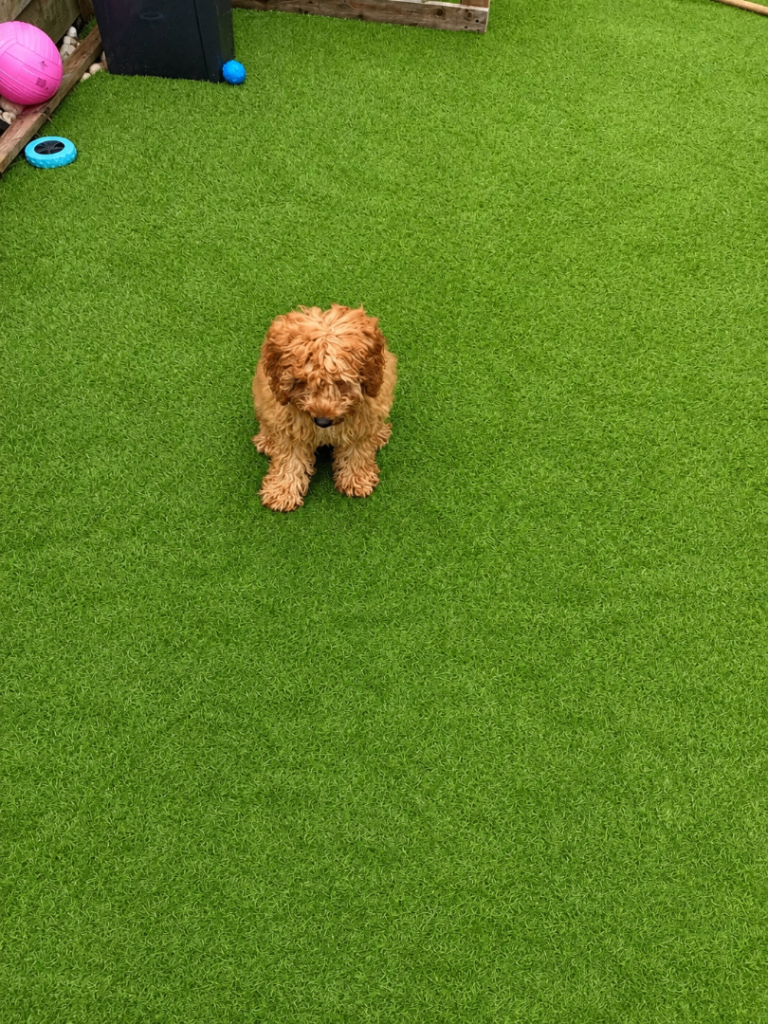 F1b Cavapoo 