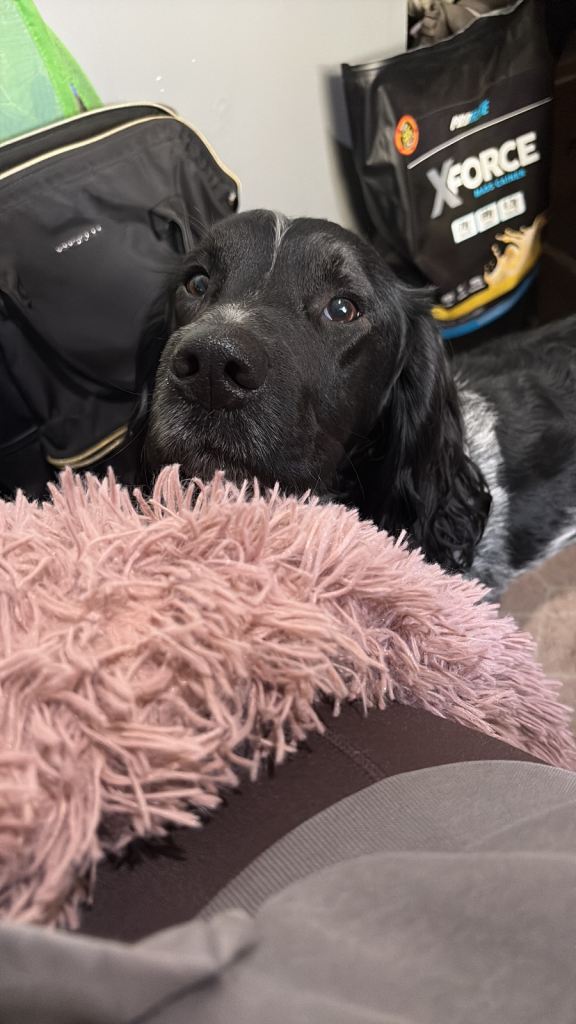 Parker is looking for his forever home