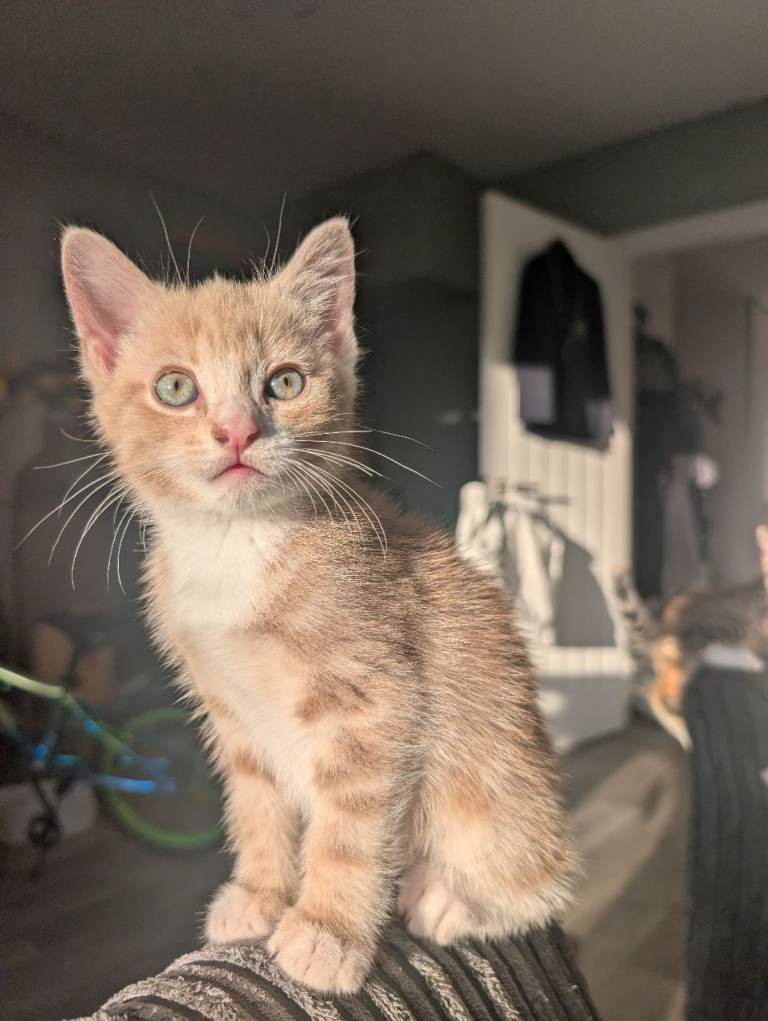 2 beautiful 8 week old kittens