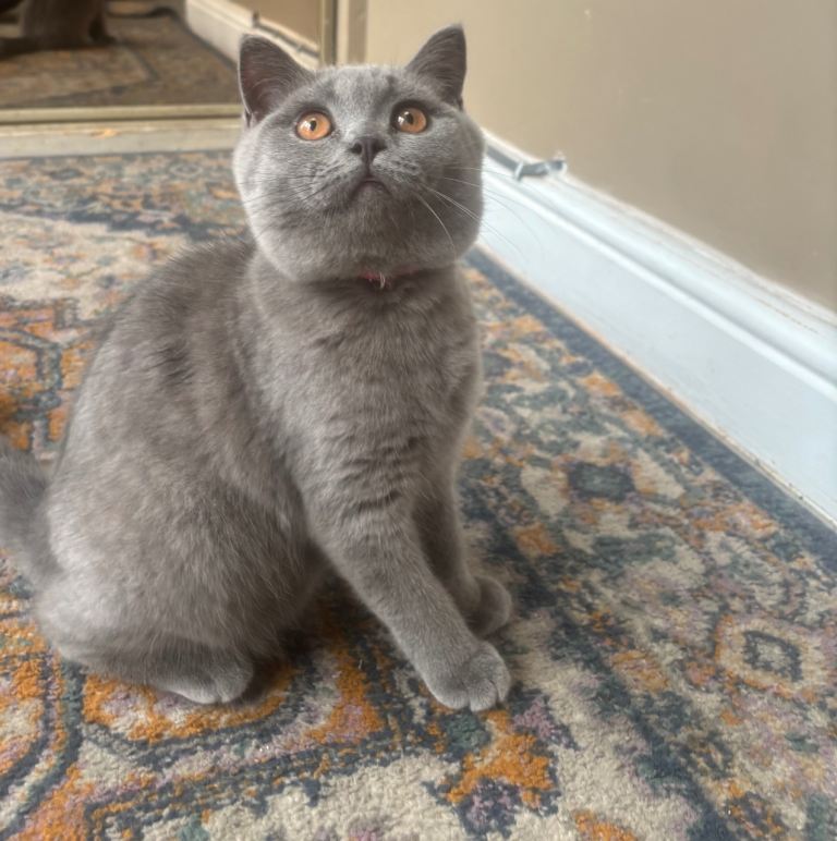 1 Gorgeous Bsh Female kitten left ready to leave