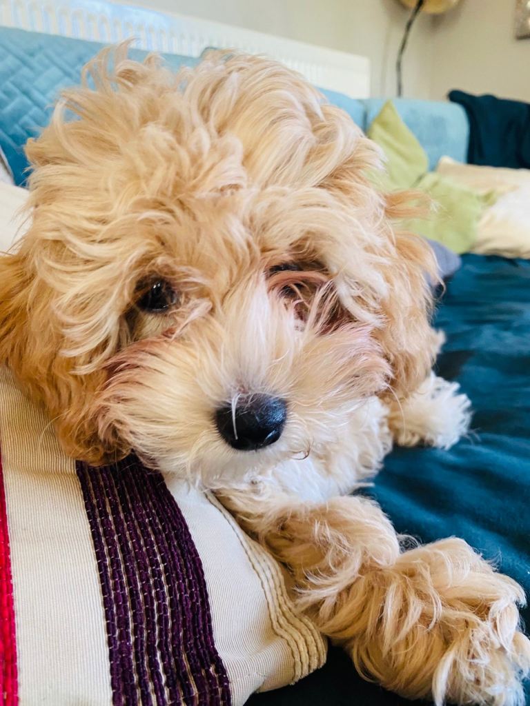 16 week Maltipoo Puppy LOLA!  Including all puppy equipment 