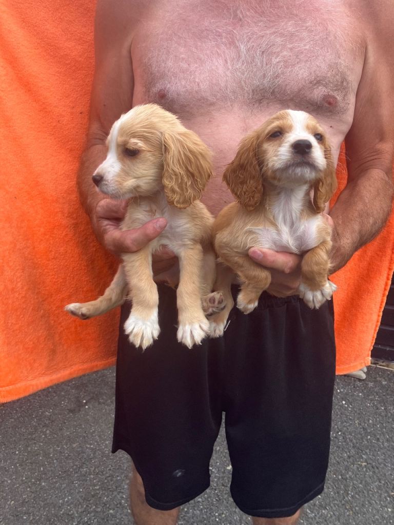  Cocker Spaniel puppies 2 boys are now available 