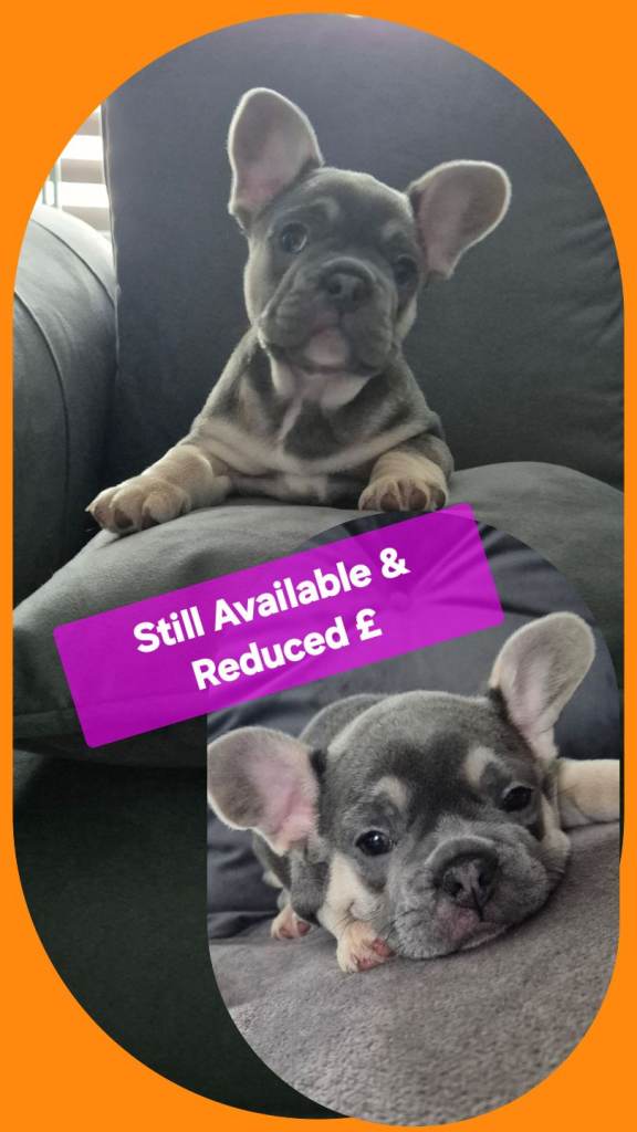 Recently Reduced - Beautiful French Bulldogs puppies for sale
