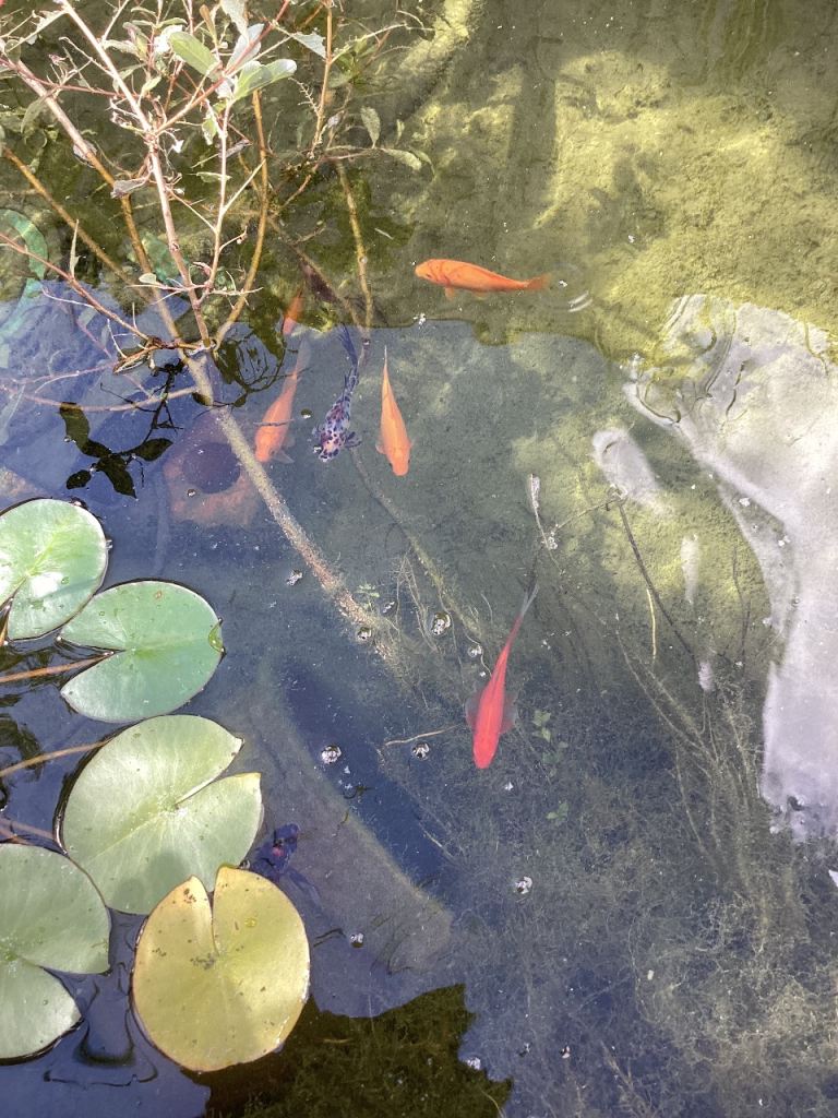 Goldfish 12