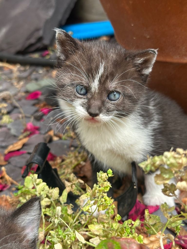 tuxedo mixed kittens ready go home soon!
