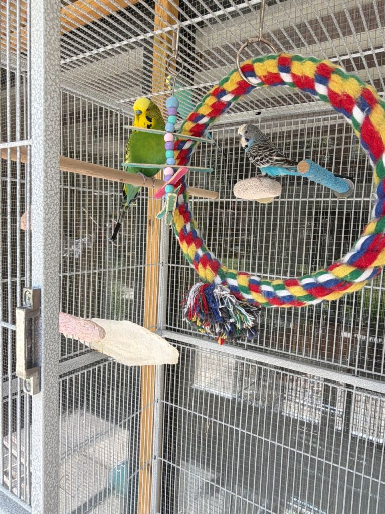 9 budgies for sale £10 each