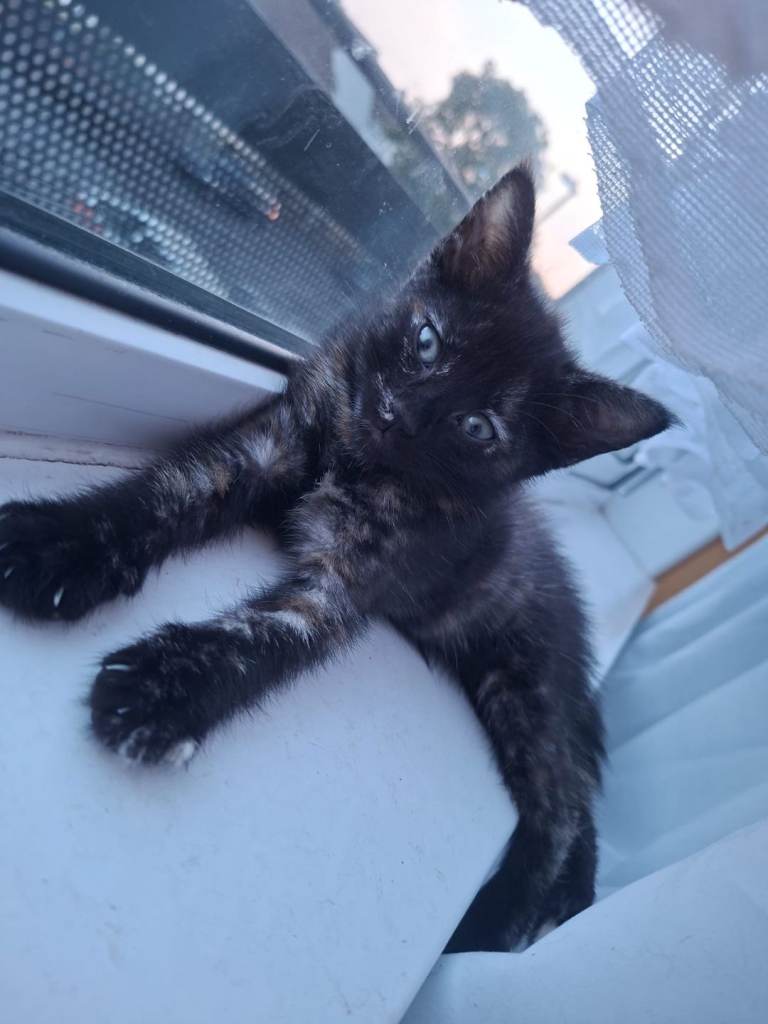 1 FEMALE KITTEN LEFT🐾